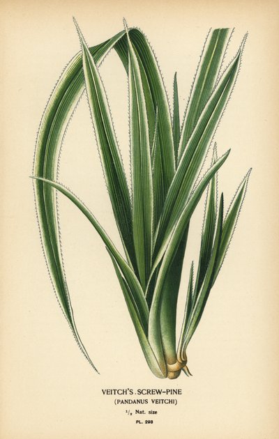 Tahiti csavaros fenyő, Pandanus tectorius (Veitch-féle csavaros fenyő, Pandanus veitchii). Kromolitográfia Desire Bois illusztrációjából Edward Step kedvenc virágai a kertből és az üvegházból, Frederick Warne, London alkotó: Désiré Georges Jean Marie Bois