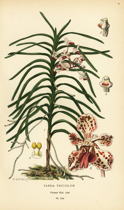 Vanda háromszínű orchidea. Kromolitográfia B. Herincq illusztrációjából, Edward Step kedvenc virágai a kertből és az üvegházból, Frederick Warne, London alkotó: Désiré Georges Jean Marie Bois