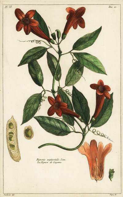 Fokhagyma szőlő, Bignonia equinoctialis, Linn alkotó: Duchesne Duchesne