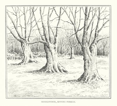 Monkswood, Epping Forest (litográfia) alkotó: Duncan Moul