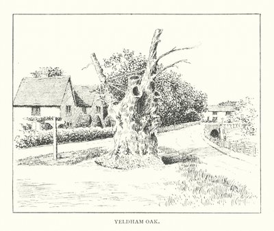 Yeldham Oak (litográfia) alkotó: Duncan Moul
