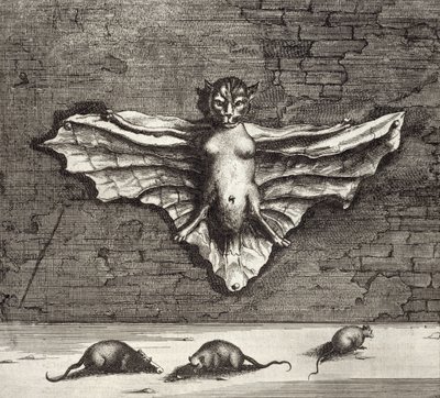 Egy repülő macskaként ismert denevér Kínából Illusztrálta: Athanasius Kircher (1601-80) 1667 alkotó: Dutch School
