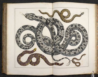 Egy Python, a 