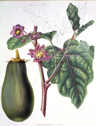 Padlizsán, botanikai tányér a Holland Királyság kertjeinek flórájából, A. W. Sythoff, 1860 alkotó: Dutch School