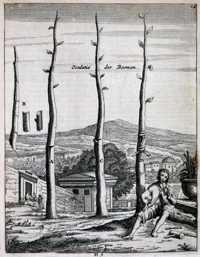 Gyümölcsfák, Jan Commelin De Nederlandze Hesperides című művéből, 1676-ban alkotó: Dutch School