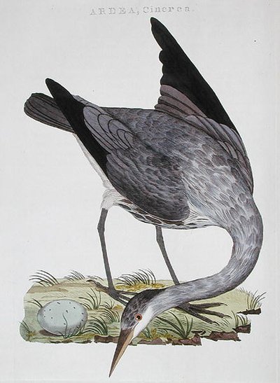 Heron, megjelent Amszterdamban alkotó: Dutch School
