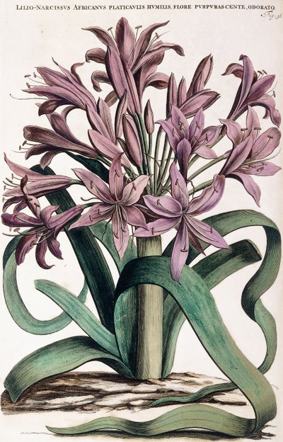 Lillio-Narcissus, 1697-1701 alkotó: Dutch School