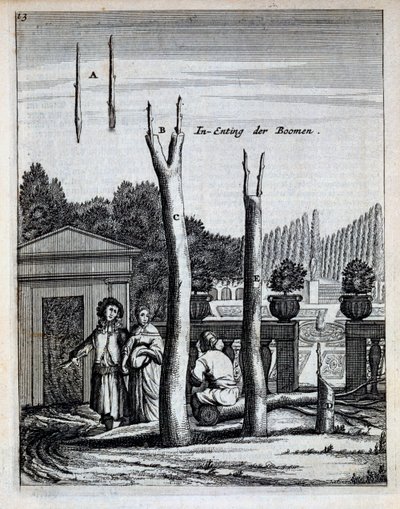 Lime and Orange Trees, Jan Commelin De Nederlandze Hesperides című könyvéből, 1676-ban jelent meg alkotó: Dutch School
