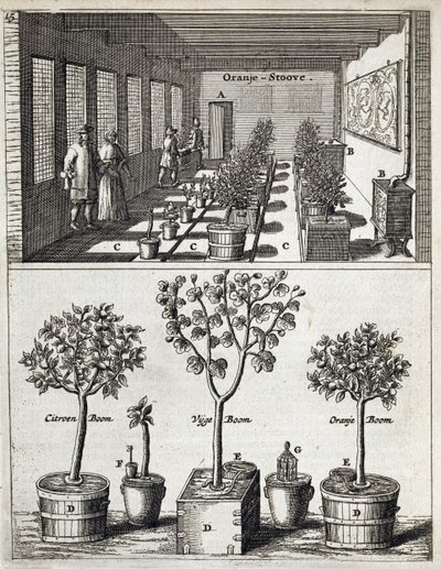 Orangery, Jan Commelin De Nederlandze Hesperidesből, 1676-ban jelent meg alkotó: Dutch School