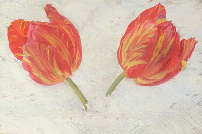 Tanulmányok tulipánokról, 1830 körül (olaj, papír) alkotó: Dutch School