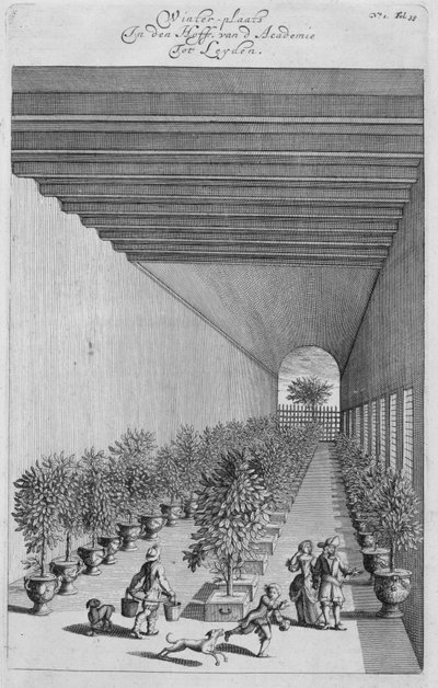 A kényszerház, Jan Commelin De Nederlandze Hesperidesből, 1676-ban jelent meg alkotó: Dutch School