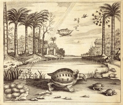 Keltető teknős tojások, Kínából Illusztrálta: Athanasius Kircher (1601-80) 1667 alkotó: Dutch School