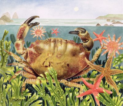 Barázdás rák tengeri csillaggal, 1997 (akril papíron) alkotó: E.B. Watts