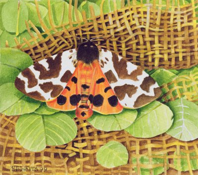Tigrismoly, 1999 (akril papíron) alkotó: E.B. Watts