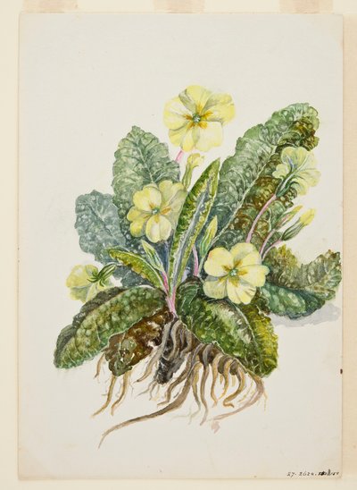 Primula vulgaris Huds Primrose, 1920-as évek. alkotó: EF Crowley