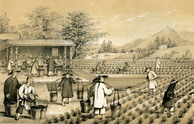 A tea kultúrája és elkészítése, Kína, 1847. alkotó: E Gilks