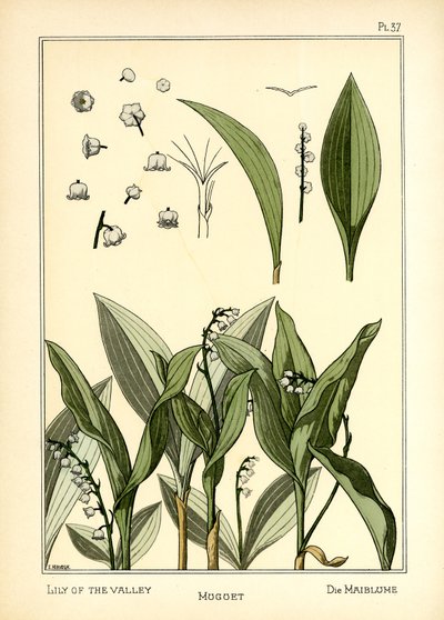 Gyöngyvirág alkotó: E. Hervegh