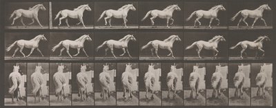Állati mozgás. Az állatok egymást követő fázisainak elektro-fotográfiai vizsgálata ..., 1880-as évek. alkotó: Eadweard Muybridge
