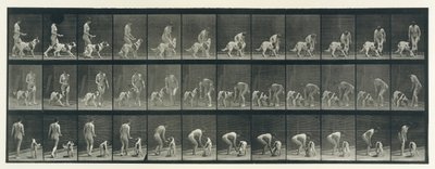 Állati mozgás. Az állatok egymást követő fázisainak elektro-fotográfiai vizsgálata ..., 1880-as évek. alkotó: Eadweard Muybridge