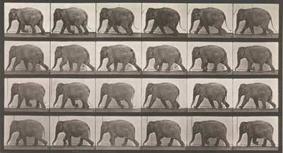 Állati mozgás. Az állatok egymást követő fázisainak elektro-fotográfiai vizsgálata ..., 1880-as évek. alkotó: Eadweard Muybridge