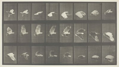 Animal Locomotion, 758. tábla, 1887. alkotó: Eadweard Muybridge