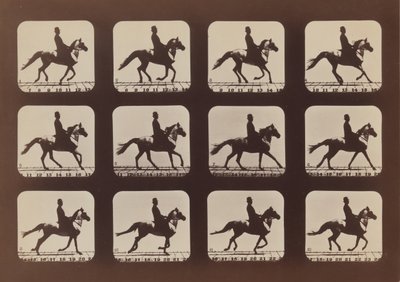 Az Állatok attitűdjei mozgásban, 1879, nyomtatva 1881. alkotó: Eadweard Muybridge