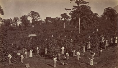 Kávészüret, Las Nubes-Guatemala, 1875. alkotó: Eadweard Muybridge