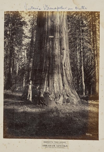 Mammoth Tree Grove, Calaveras megye, Kalifornia. Abraham Lincoln. 320 láb magas, 54 láb kerületű. alkotó: Eadweard J. Muybridge