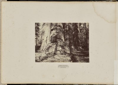 Mammoth Tree Grove, Calaveras megye, Kalifornia. A Salemi Boszorkányok Csoportja. Átlagosan 300 láb magas, 65 láb kerületű. alkotó: Eadweard J. Muybridge