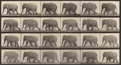 733. táblaszám. Elefántjárás, 1887. alkotó: Eadweard Muybridge