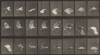 758-as rendszám. Repülő kakadu, 1887. alkotó: Eadweard Muybridge