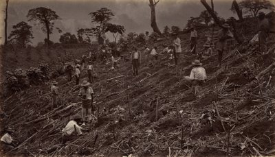 Kávéültetvény felállítása Antigua de Guatemalában, 1875, 1877-ben jelent meg. alkotó: Eadweard Muybridge