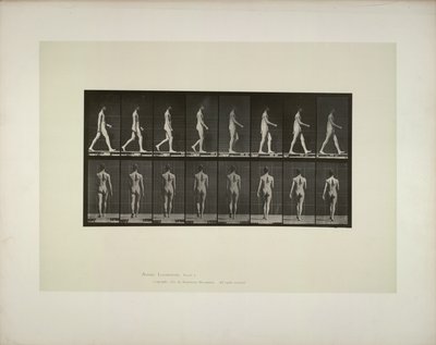 Állatok mozgása: hímek medenceszövete, 1887. alkotó: Eadweard Muybridge