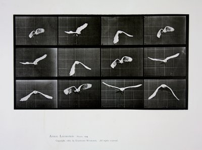 Repülő madár, 762-es tábla az „Animal Locomotion”-ból, 1887 alkotó: Eadweard Muybridge