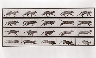 Macskaügetés és vágtatás, 717-es tábla az Animal Locomotion-tól, 1887 alkotó: Eadweard Muybridge