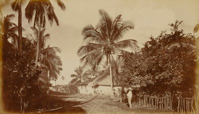 Kakaópálma - Retalhuleu, Guatemala alkotó: Eadweard Muybridge