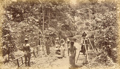 Kávészüret San Isidróban - 1000 láb tengerszint feletti magasságban, Guatemala alkotó: Eadweard Muybridge