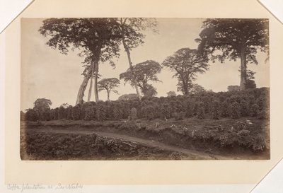 Kávéültetvény Las Nubes-ben, Guatemala alkotó: Eadweard Muybridge