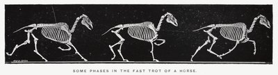 Eadweard Muybridge: Néhány fázis a ló gyors ügetésében (f/w fotó) alkotó: Eadweard Muybridge