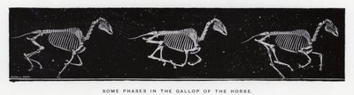Eadweard Muybridge: Néhány fázis a ló galoppjában alkotó: Eadweard Muybridge