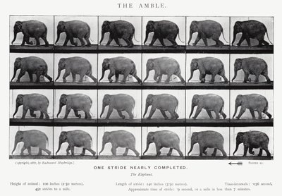 Eadweard Muybridge: The Amble (f/w fotó) alkotó: Eadweard Muybridge