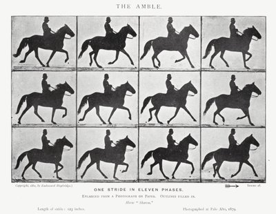 Eadweard Muybridge: The Amble (f/w fotó) alkotó: Eadweard Muybridge