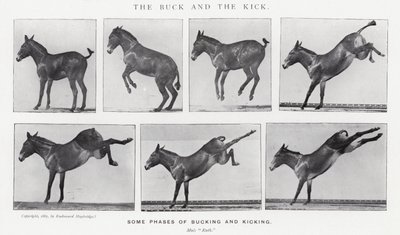 Eadweard Muybridge: The Buck and the Kick (f/w fotó) alkotó: Eadweard Muybridge