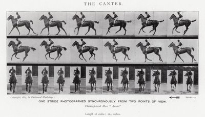 Eadweard Muybridge: The Canter (f/w fotó) alkotó: Eadweard Muybridge