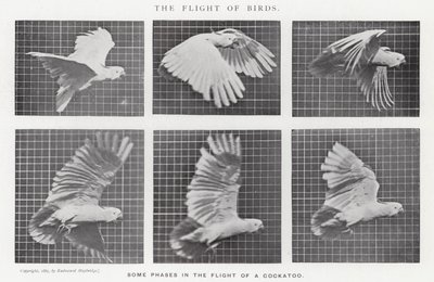 Eadweard Muybridge: A madarak repülése (f/w fotó) alkotó: Eadweard Muybridge