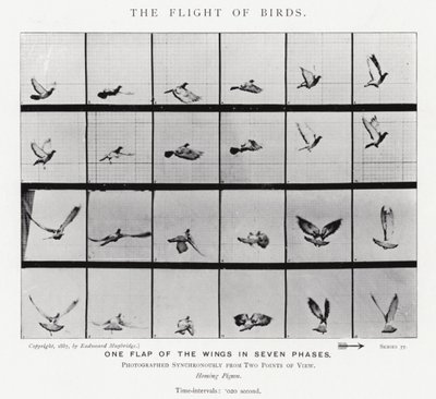 Eadweard Muybridge: A madarak repülése (f/w fotó) alkotó: Eadweard Muybridge