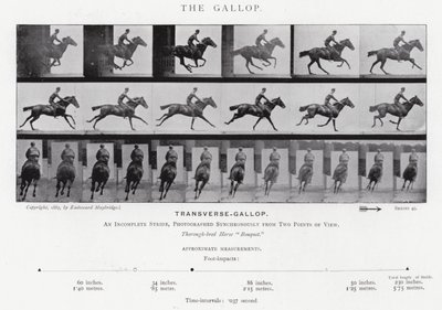 Eadweard Muybridge: A vágta (f/w fotó) alkotó: Eadweard Muybridge