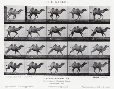 Eadweard Muybridge: A vágta (f/w fotó) alkotó: Eadweard Muybridge