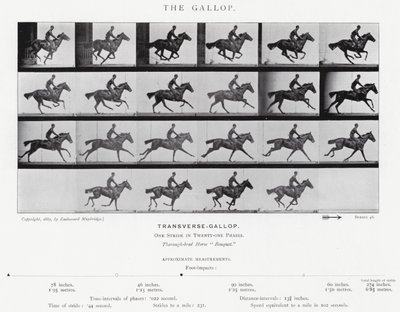 Eadweard Muybridge: A vágta (f/w fotó) alkotó: Eadweard Muybridge