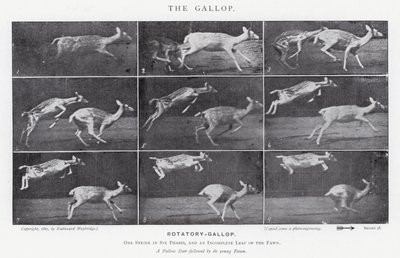 Eadweard Muybridge: A vágta (f/w fotó) alkotó: Eadweard Muybridge
